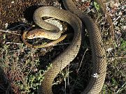 Dolichophis caspius