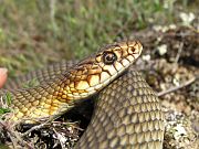 Dolichophis caspius