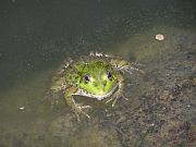 Pelophylax ridibundus