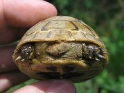 Testudo graeca