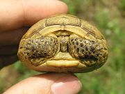 Testudo graeca