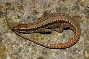 Podarcis muralis