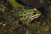 Pelophylax esculentus