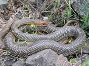 Dolichophis caspius