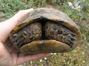 Testudo graeca