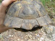 Testudo graeca