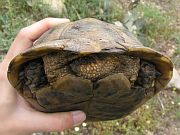 Testudo graeca