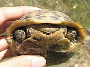 Testudo graeca