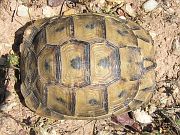 Testudo graeca