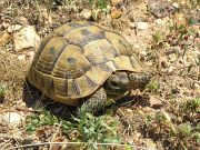 Testudo graeca