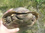 Testudo graeca