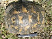 Testudo graeca