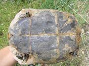 Testudo graeca