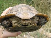 Testudo graeca