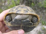 Testudo graeca