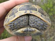 Testudo graeca