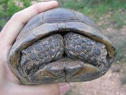 Testudo graeca