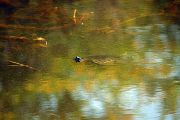 Trachemys scripta