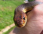 Dolichophis caspius