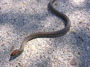 Dolichophis caspius