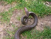 Dolichophis caspius