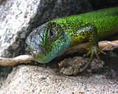 Lacerta viridis