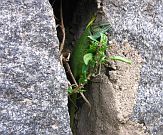 Lacerta viridis