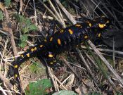 Salamandra salamandra