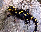 Salamandra salamandra