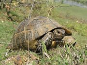 Testudo graeca