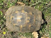 Testudo graeca