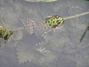 Pelophylax ridibundus