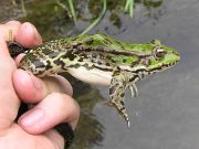 Pelophylax ridibundus