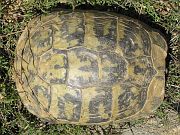 Testudo hermanni