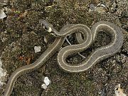 Natrix natrix