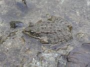 Pelophylax ridibundus