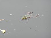 Pelophylax ridibundus