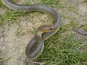 Dolichophis caspius