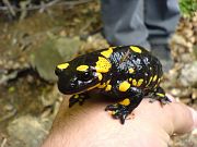 Salamandra salamandra