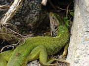 Lacerta viridis