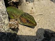 Lacerta viridis