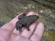 Bombina variegata