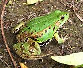 Pelophylax lessonae