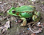 Pelophylax lessonae