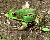 Pelophylax lessonae