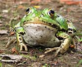 Pelophylax lessonae