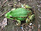 Pelophylax lessonae