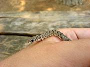 Dolichophis caspius