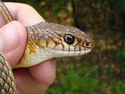 Dolichophis caspius