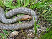 Dolichophis caspius